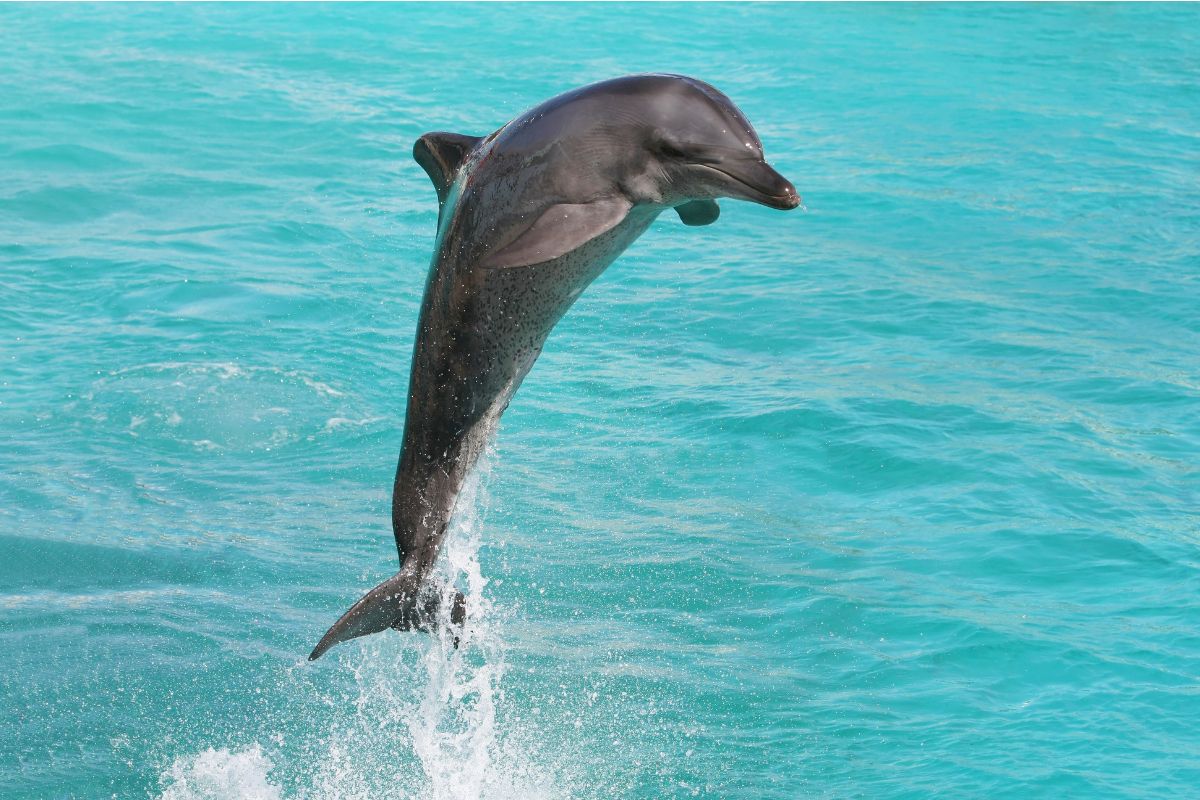 Dolphin soaring high above turquoise seas, capturing the excitement of swim with dolphins key west.