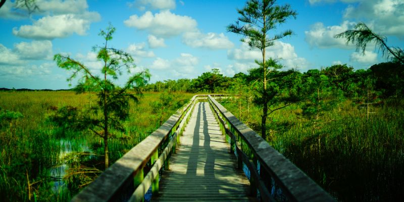 weekend getaways in florida (2) The unique ecosystem of Everglades National Park offers unforgettable experiences, from airboat rides to kayak trips through mangrove forests.